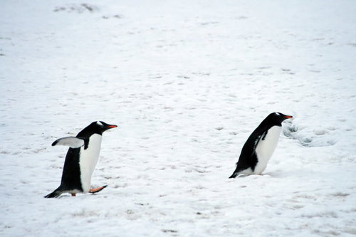よちよち歩くジェンツーペンギン、南極の氷上を歩く2羽
