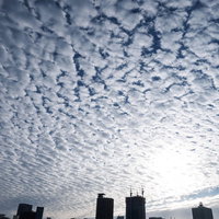 空全体を覆う一面のうろこ雲（巻積雲）の青空風景の写真