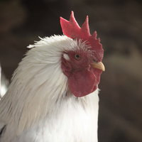 2017年の干支は酉（鶏）です。赤いトサカの白鶏の写真