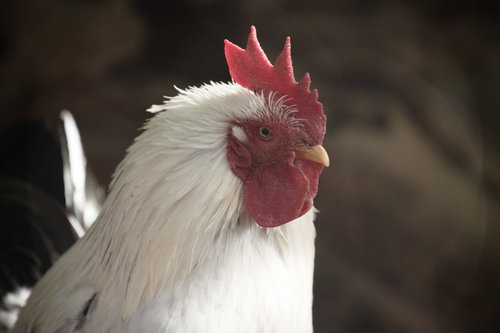 2017年の干支は酉（鶏）です。赤いトサカの白鶏