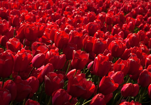 赤いチューリップのテクスチャー