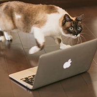 出向先に馴染めず逃亡寸前のノートパソコンを前にした猫エンジニアの写真