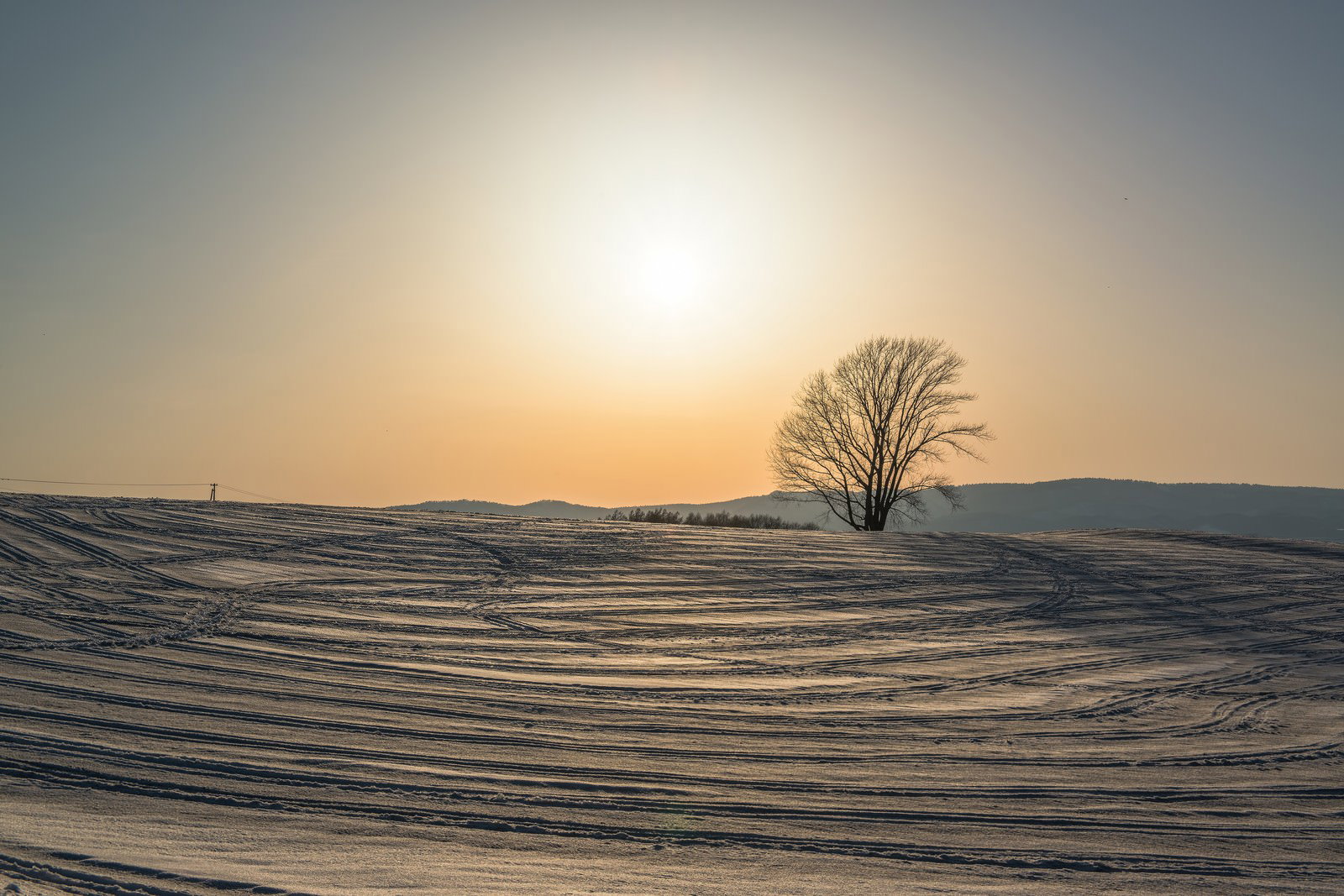 雪原にぽつんと立つ哲学の木