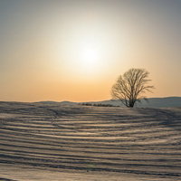 雪原の中にぽつんと1本立つ北海道美瑛の哲学の木の写真