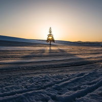 白い雪に覆われた広大な丘が続く北海道美瑛の冬景色の写真