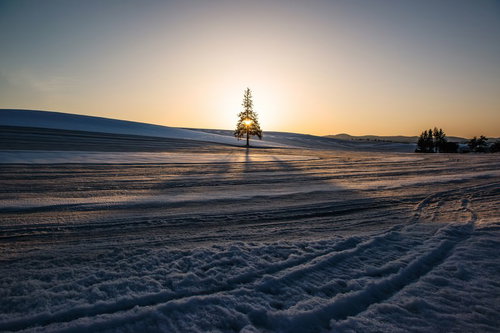 白い雪に覆われた広大な丘が続く北海道美瑛の冬景色