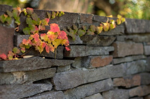 石の塀をびっしり覆う緑のツタの葉