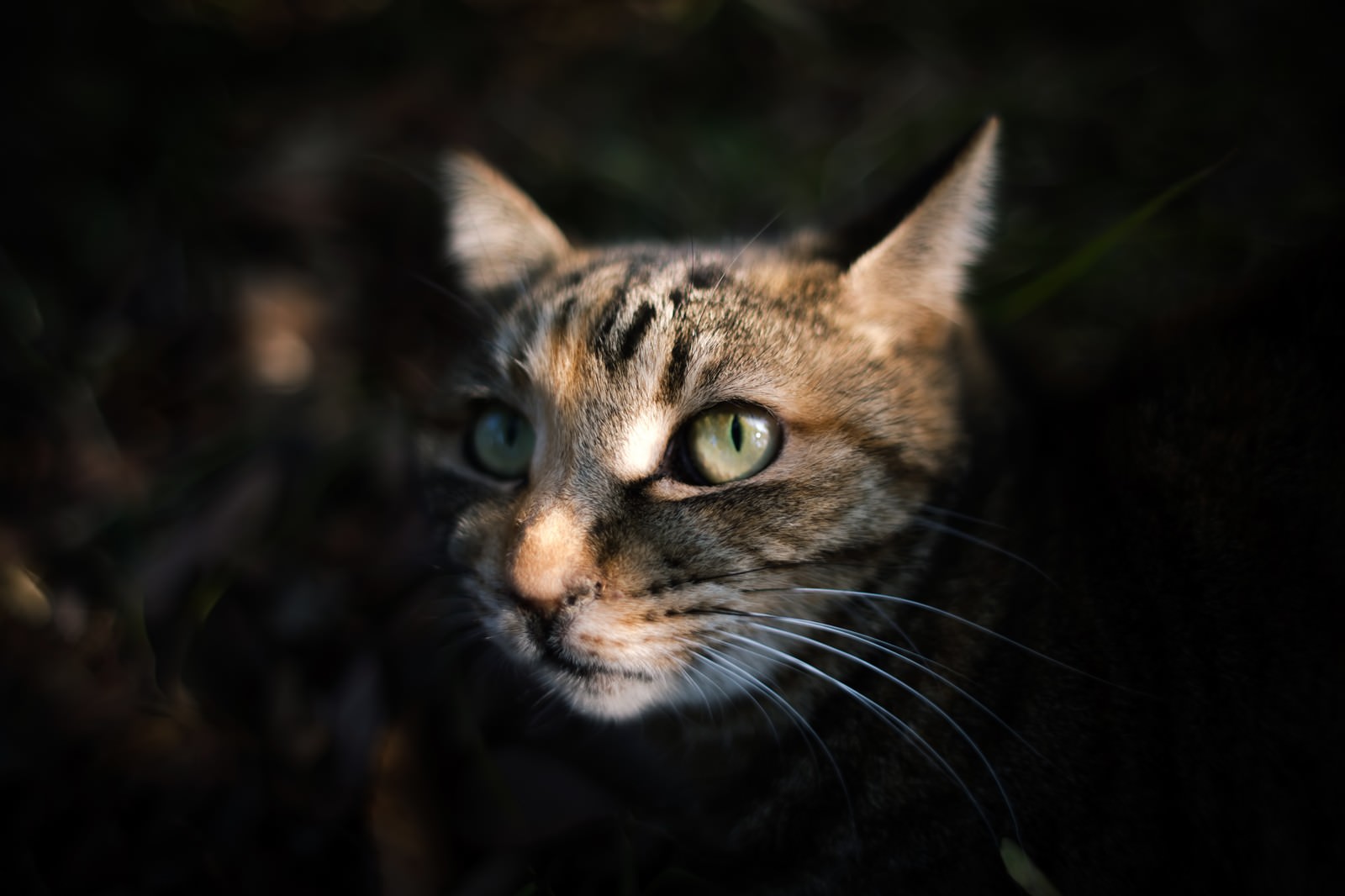 暗闇から顔を出す猫