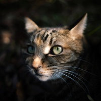 暗闇の中からぬっと顔を出してこちらを覗く猫の写真