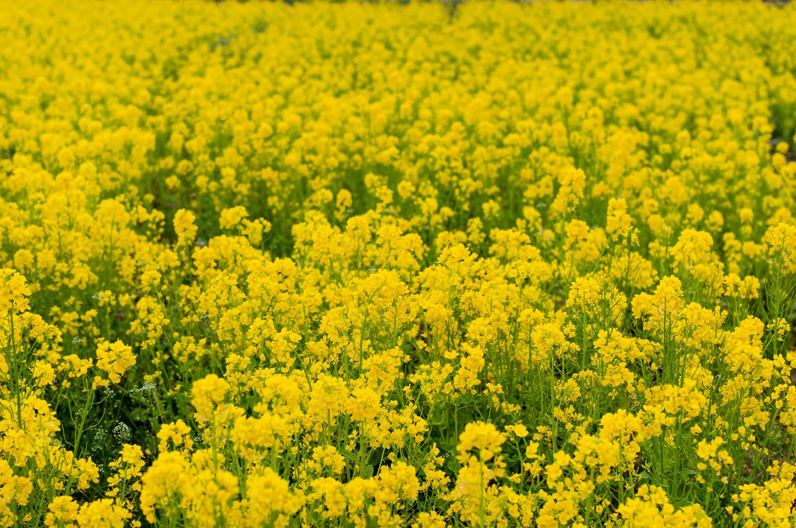 黄色い菜の花が広がる花畑