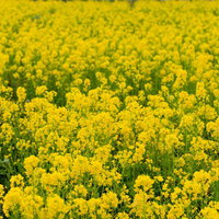 黄色い花が一面に咲き広がる春の菜の花畑の風景の写真