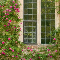 白い壁の窓枠に赤いクライミングローズが絡まる英国風の外観の写真