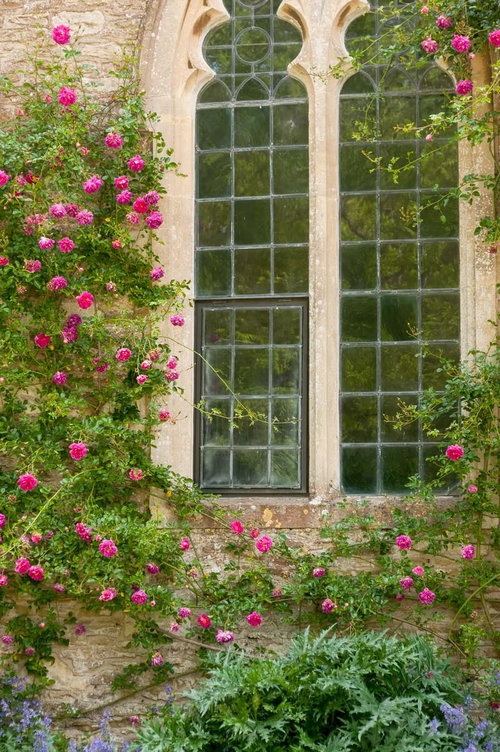 白い壁の窓枠に赤いクライミングローズが絡まる英国風の外観
