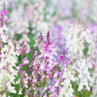 紫とピンクの小さな花が穂状に咲くリナリアの花の写真