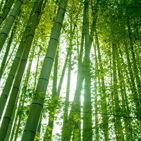 薄暗い竹林の中に一筋の日差しが差し込む風景の写真