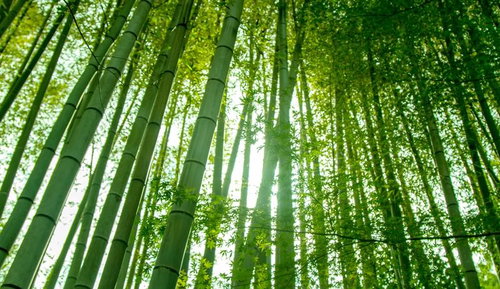 薄暗い竹林の中に一筋の日差しが差し込む風景