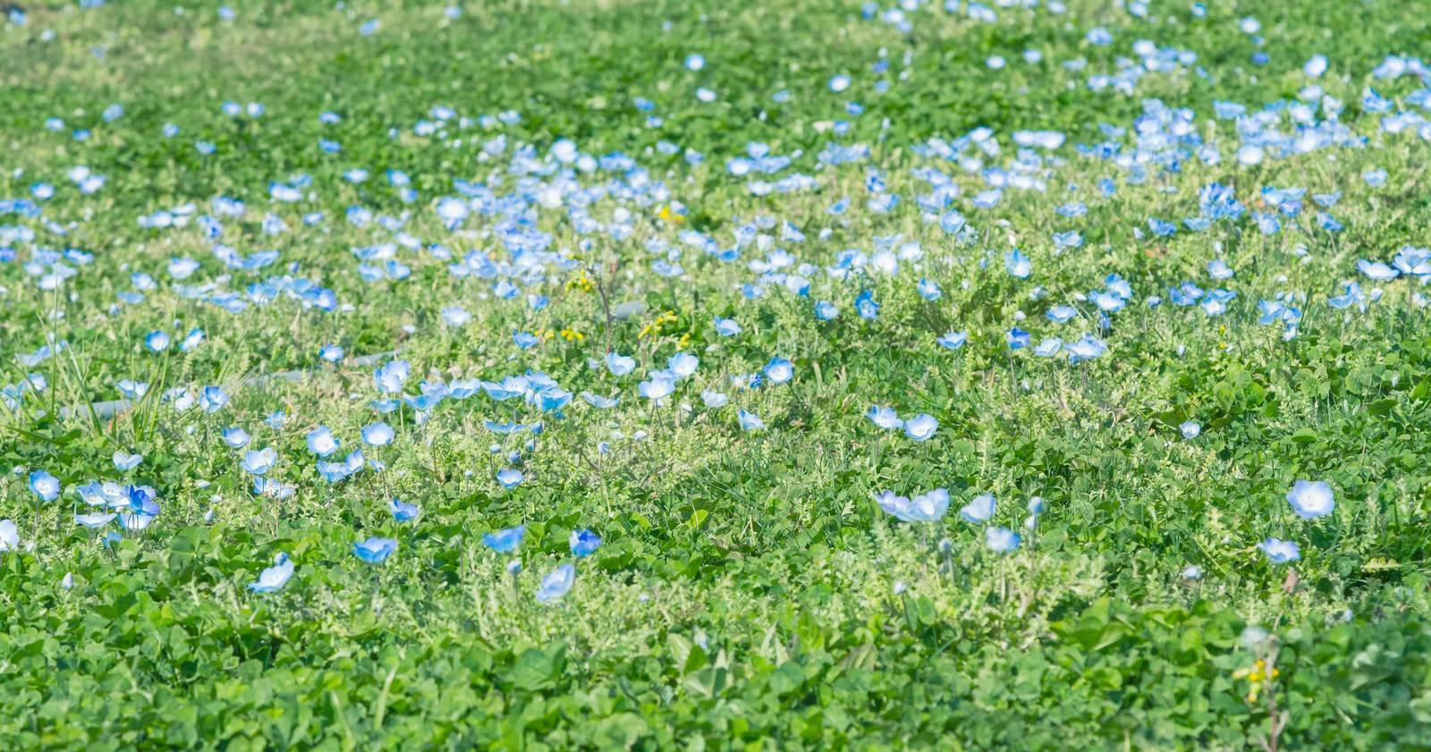 緑と色とりどりの花壇