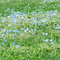 緑の葉と色とりどりの花が調和する花壇の風景の写真