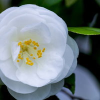 白い花びらが丸く重なって咲く清楚な椿の花の写真