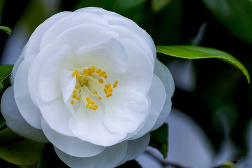 白い花びらが丸く重なって咲く清楚な椿の花