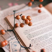 革表紙の洋書の上に赤い実のサンキライが飾られたおしゃれな構図の写真