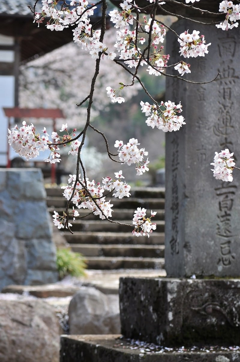 桜がピンクに染める寺の境内