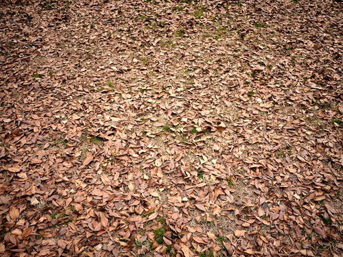 地面一面に広がる落ち葉のテクスチャ