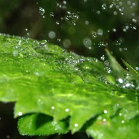 葉の上で跳ね返る水滴（梅雨）の写真