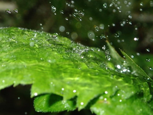 緑の葉に付いた水滴のマクロ撮影