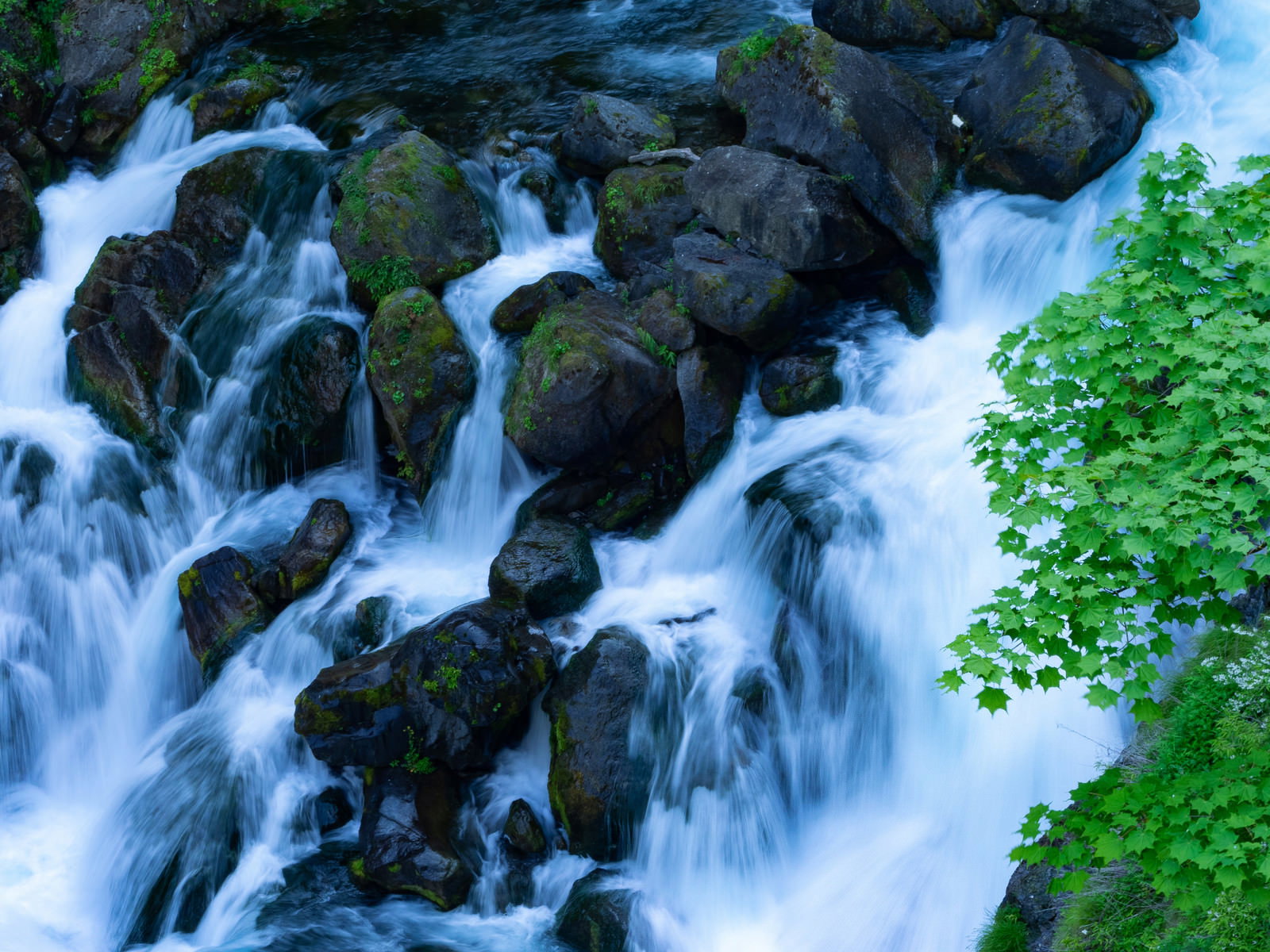 苔むした岩場の間を勢いよく流れる清流と周囲の緑