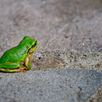 葉の上に後ろ向きで座る後姿が寂しいアマガエルの写真