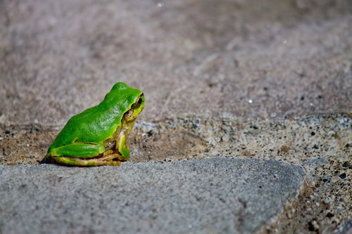 葉の上に後ろ向きで座る後姿が寂しいアマガエル