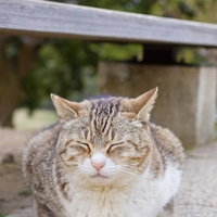 公園のベンチの下で丸くなってうずくまる猫の写真