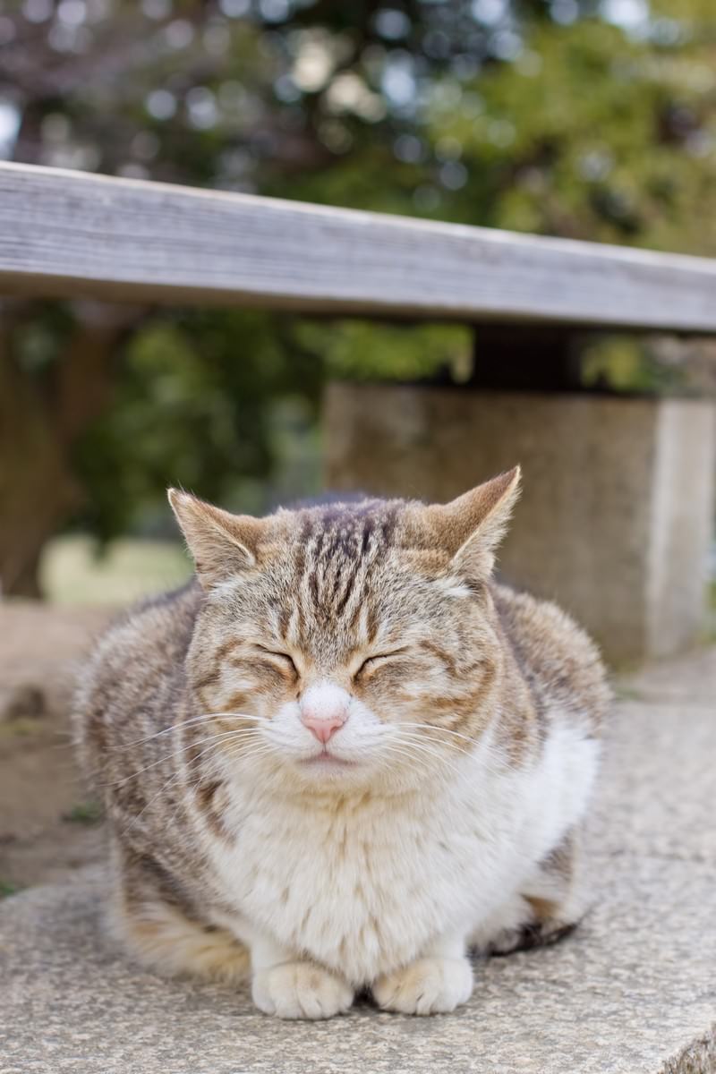 ベンチの下でうずくまる猫