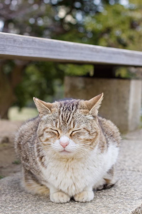 公園のベンチの下で丸くなってうずくまる猫
