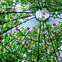 ドーム状のガラスケースに飾られた薔薇の写真