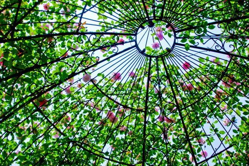 ドーム状のガラスケースに飾られた薔薇