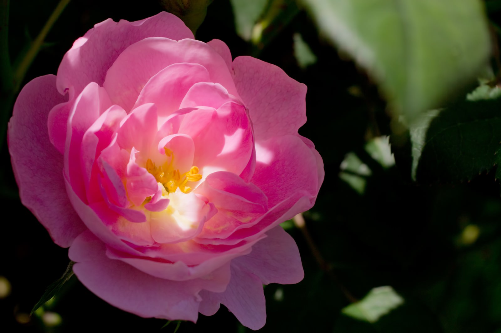 日差しに透けるピンクの薔薇