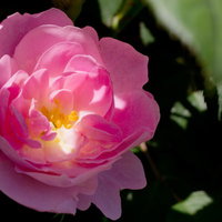 日差しが花びらを透かすピンクの薔薇の写真