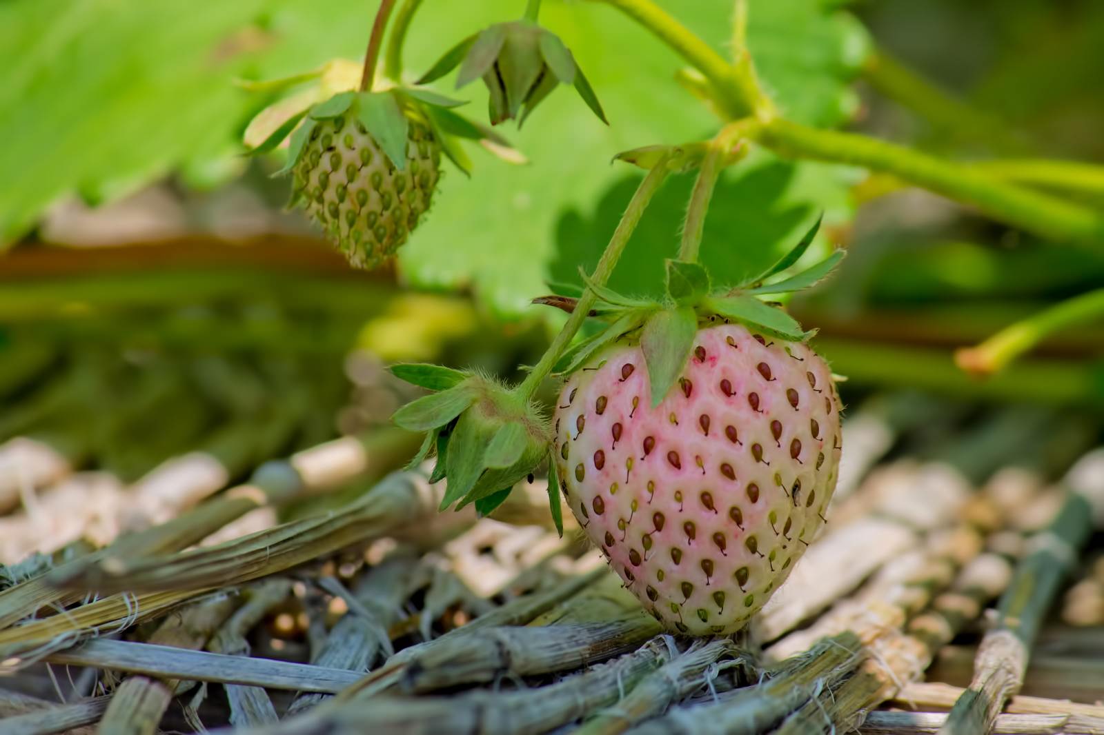緑から赤に色づく苺