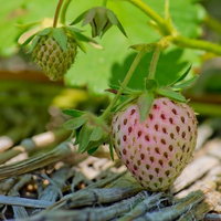 緑から赤に色づき始めた畑の苺のクローズアップの写真