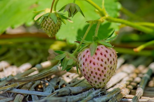 緑から赤に色づき始めた畑の苺のクローズアップ