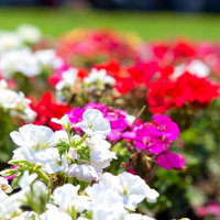 赤・黄・紫・ピンクの花が植えられた色とりどりの花壇の写真