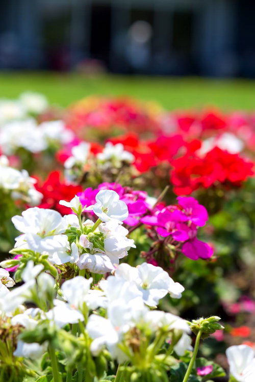 赤・黄・紫・ピンクの花が植えられた色とりどりの花壇