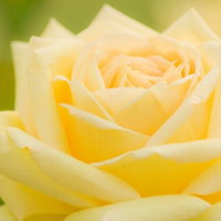 黄色いバラの花（一輪・開きかけ）の写真