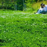 緑の芝生や木に囲まれた場所で座る恋人の後ろ姿の写真