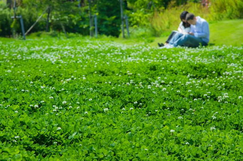緑の芝生や木に囲まれた場所で座る恋人の後ろ姿