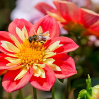 蜜を吸うハナアブとダリアの花の写真