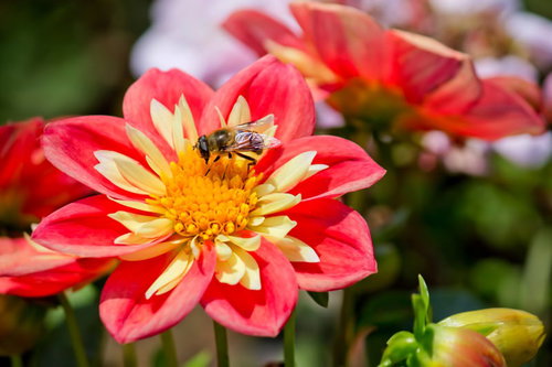 花の上で蜜を吸うハナアブの接写