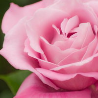 花びらが幾重にも重なって開くピンクの薔薇の接写の写真
